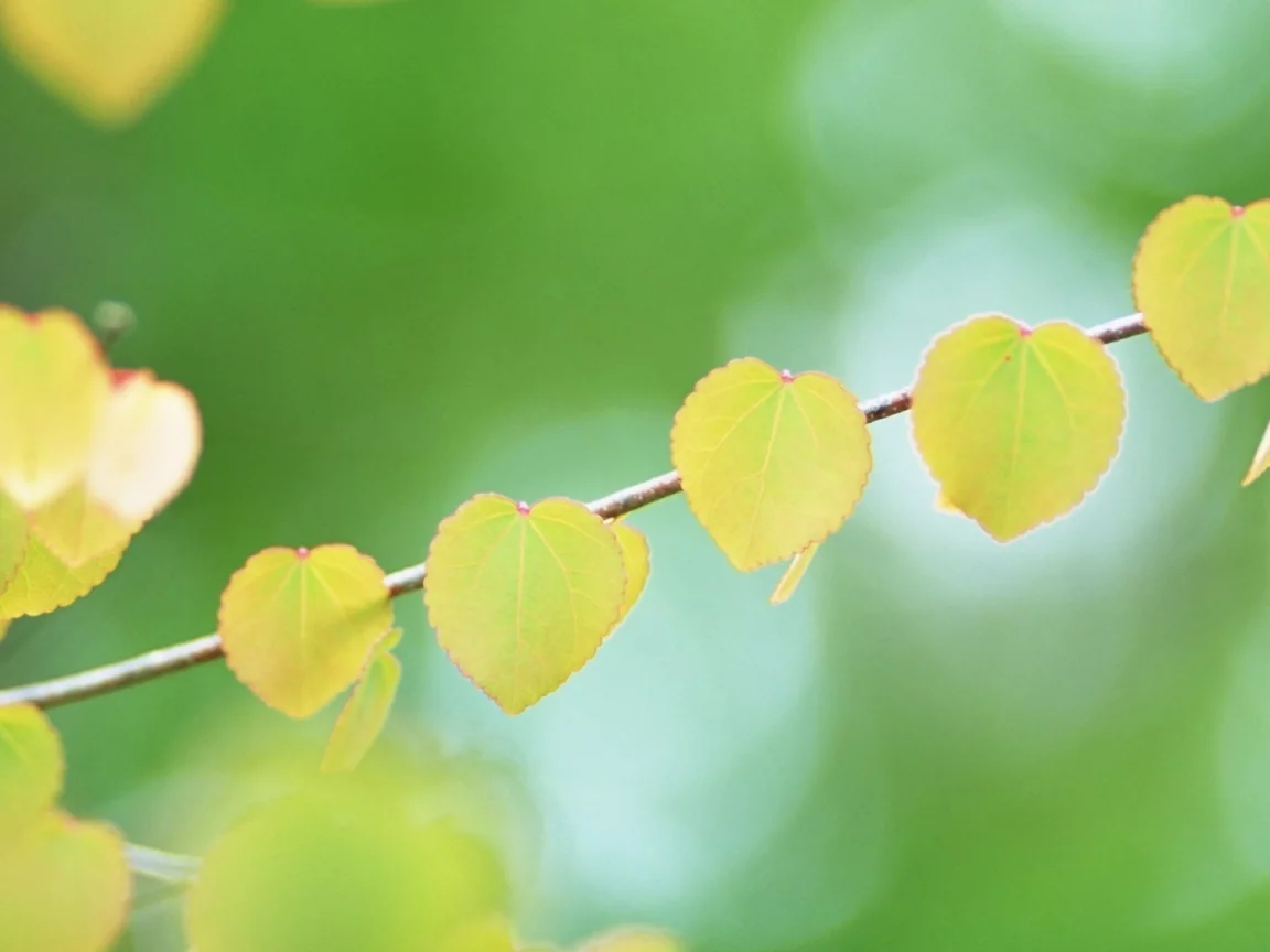 боке, желтые, форма, листья, ветка, bokeh
