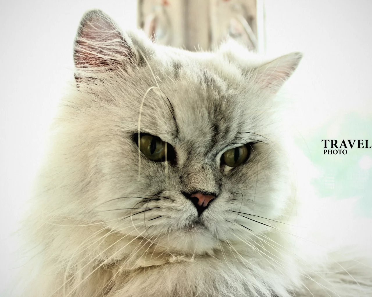 кот, cat