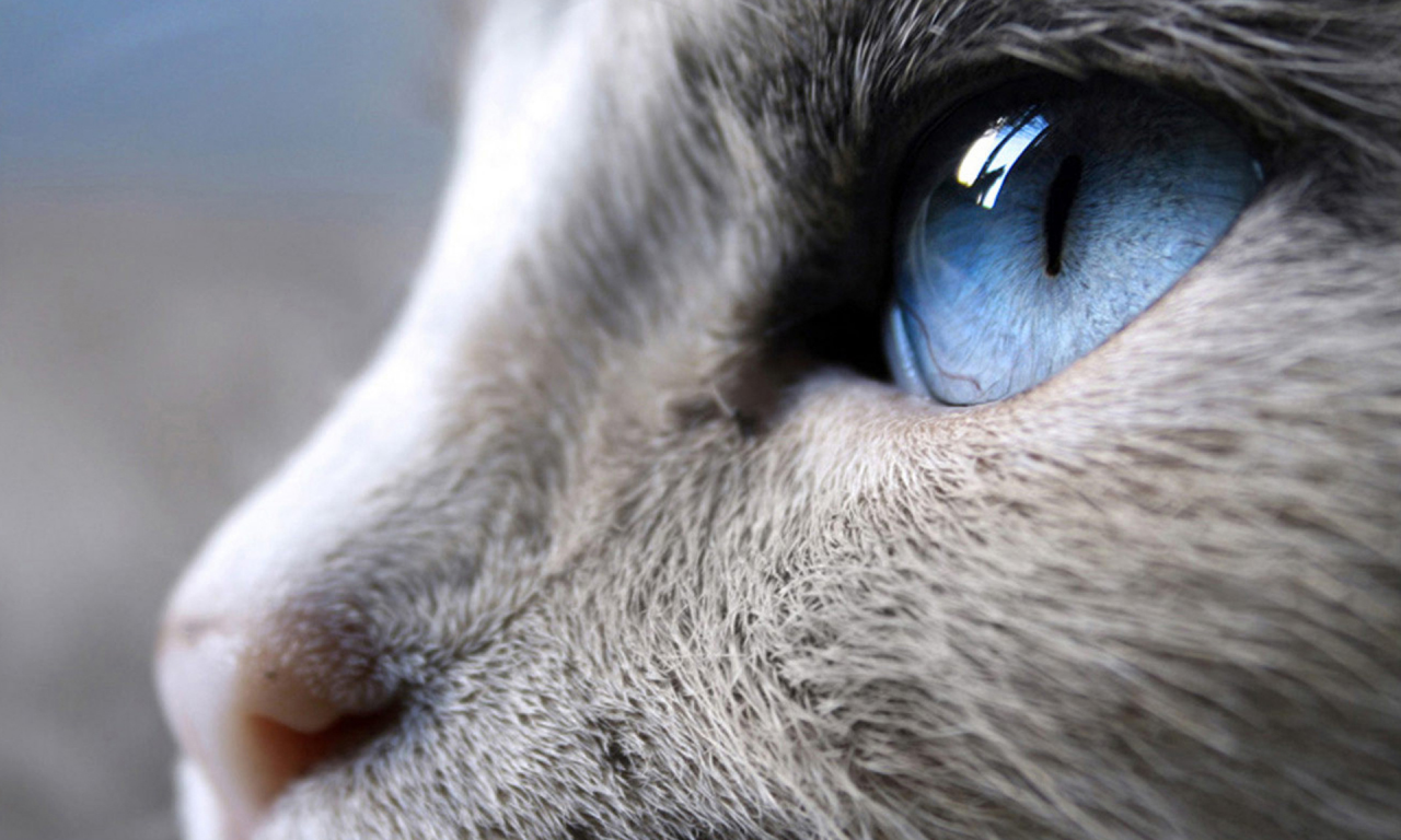 зрачок, глаз, кошка, морда, голубой