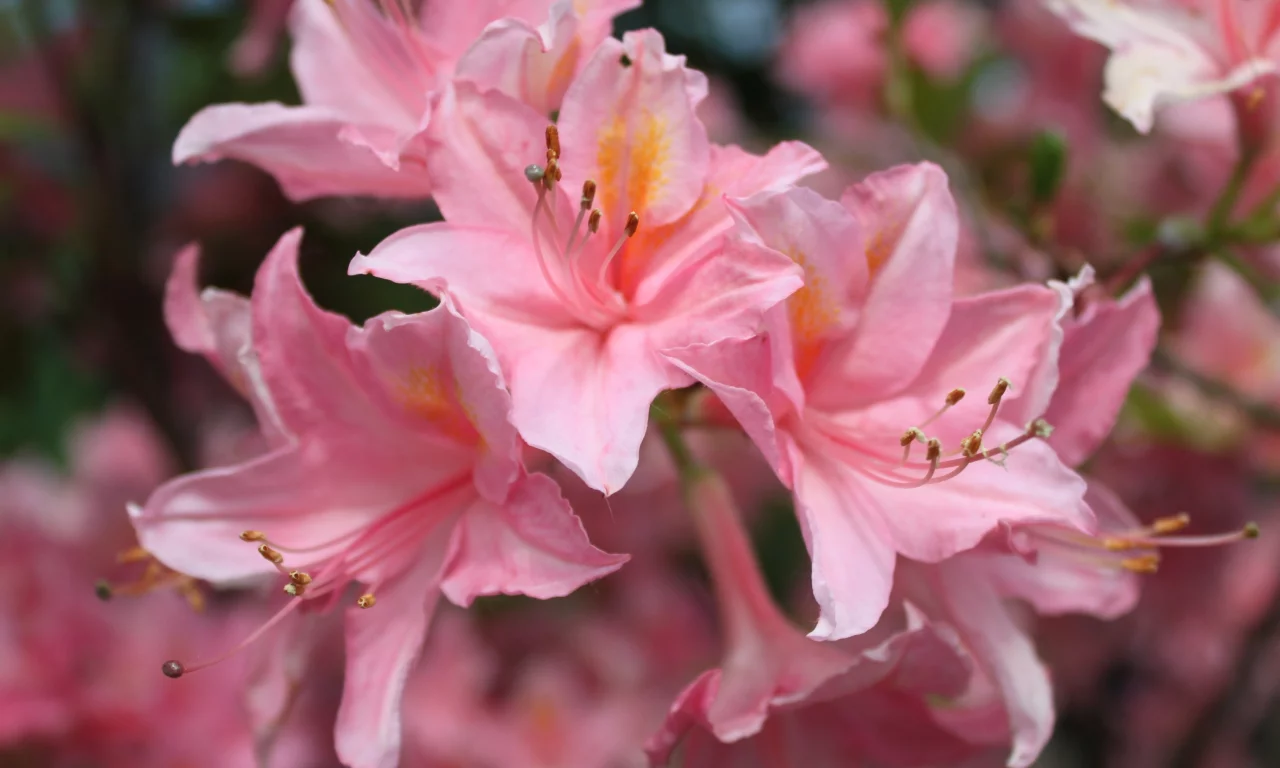 розовые, flowers, цветы