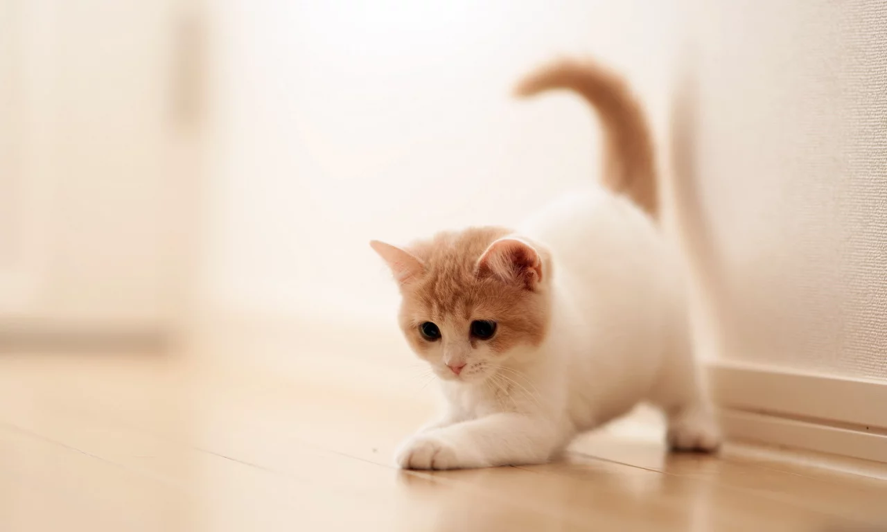 torode, дом, кошка