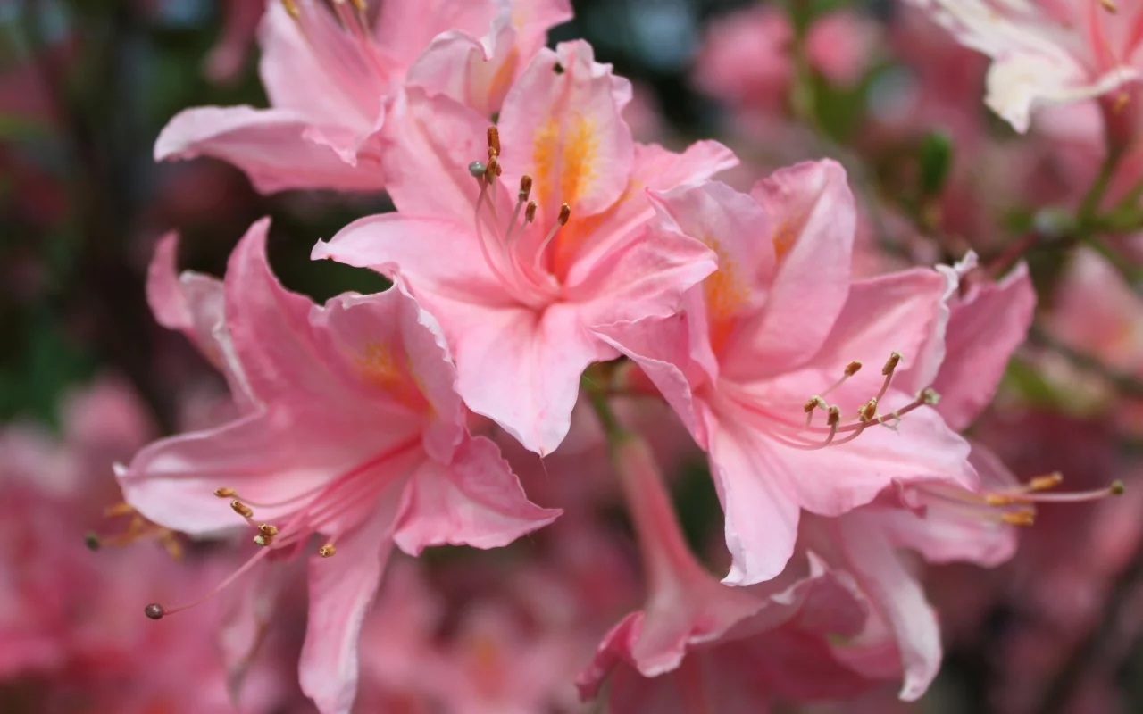 розовые, flowers, цветы
