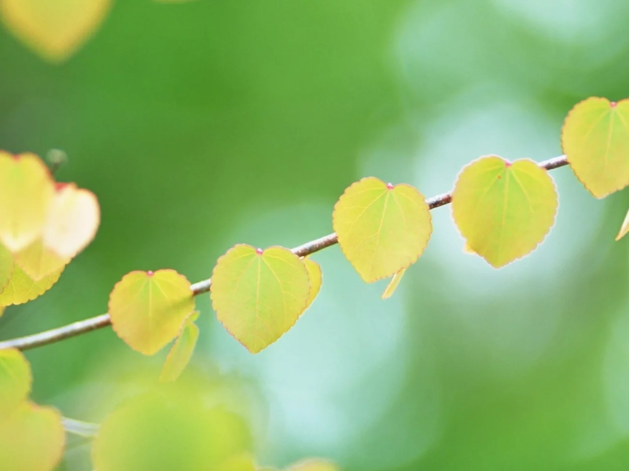 боке, желтые, форма, листья, ветка, bokeh