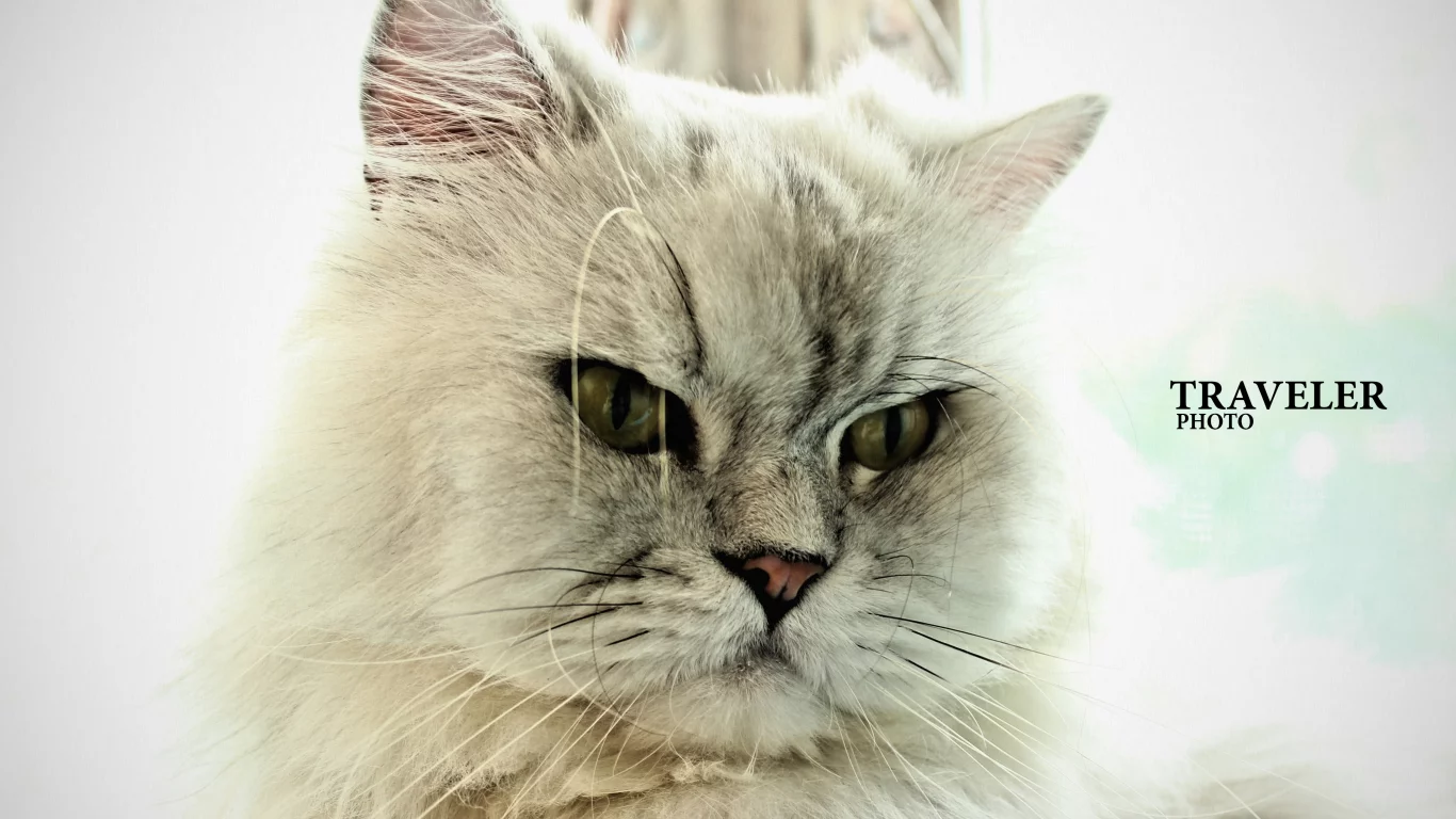 кот, cat
