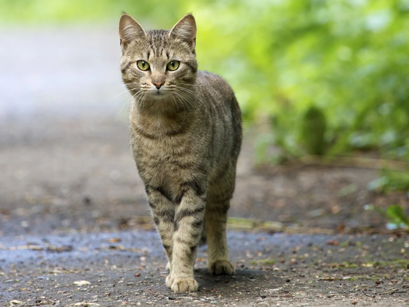 смотрит, глаза, зелёные, кошка