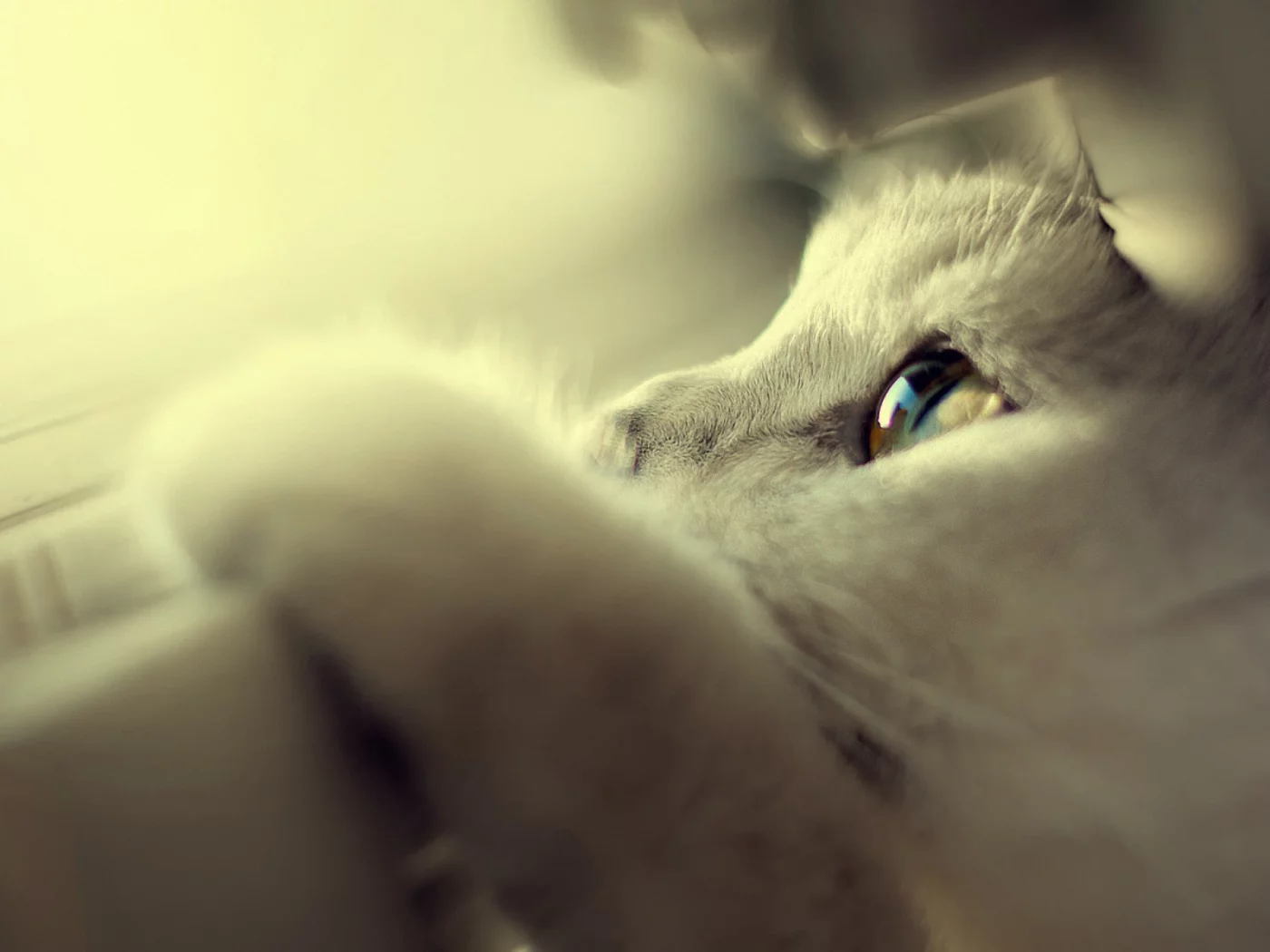 котик, усы, лапа, смотрит, шерсть