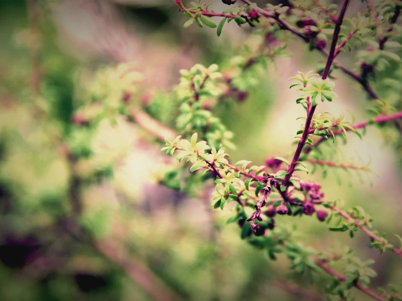 весна, blur, macro, ветви, природа, листва