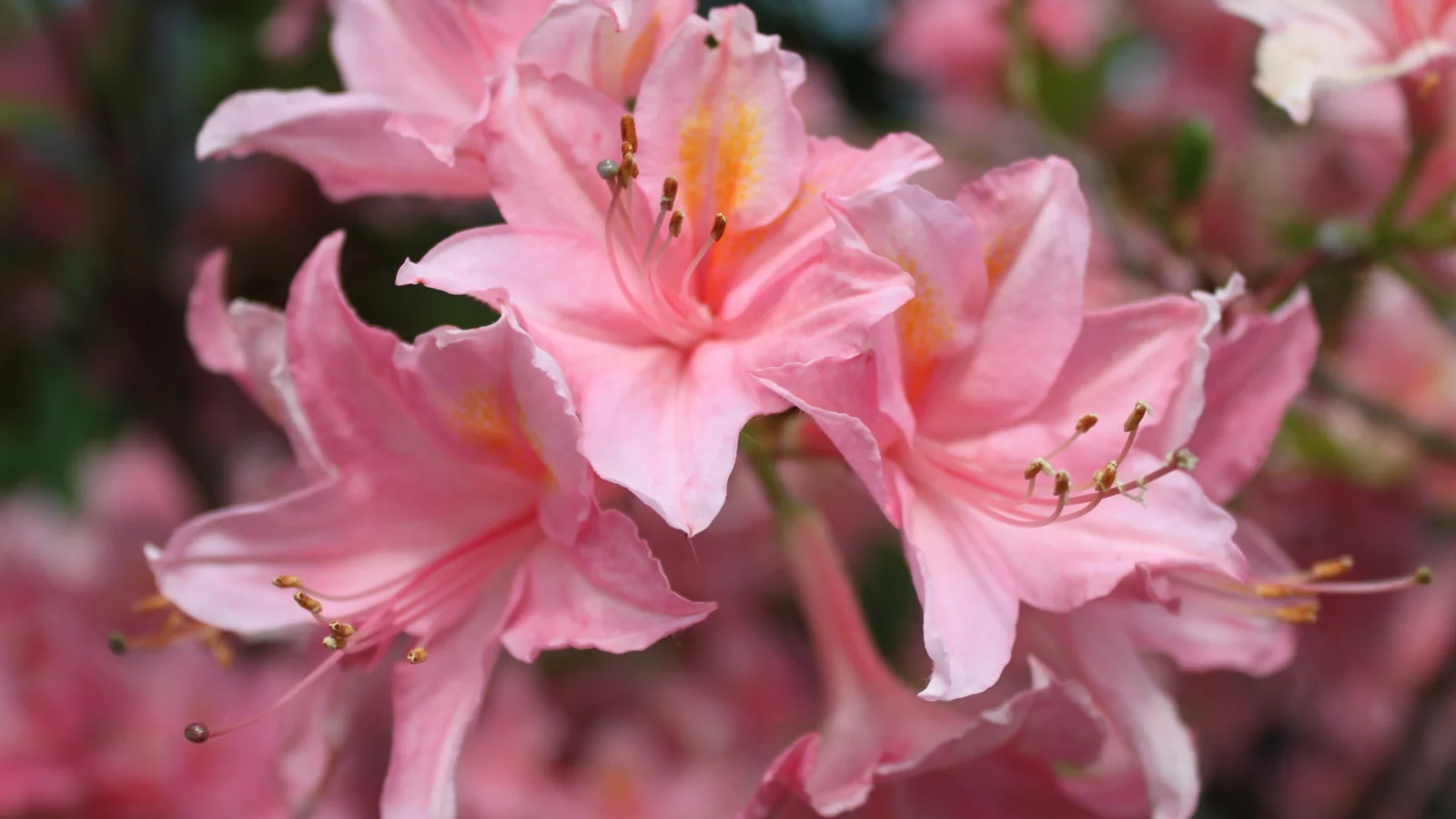 розовые, flowers, цветы