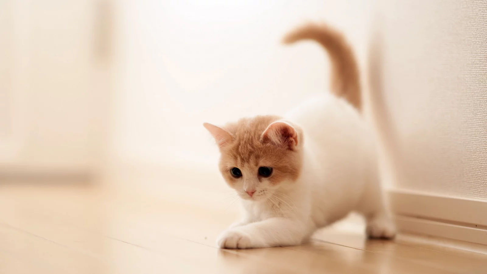 torode, дом, кошка