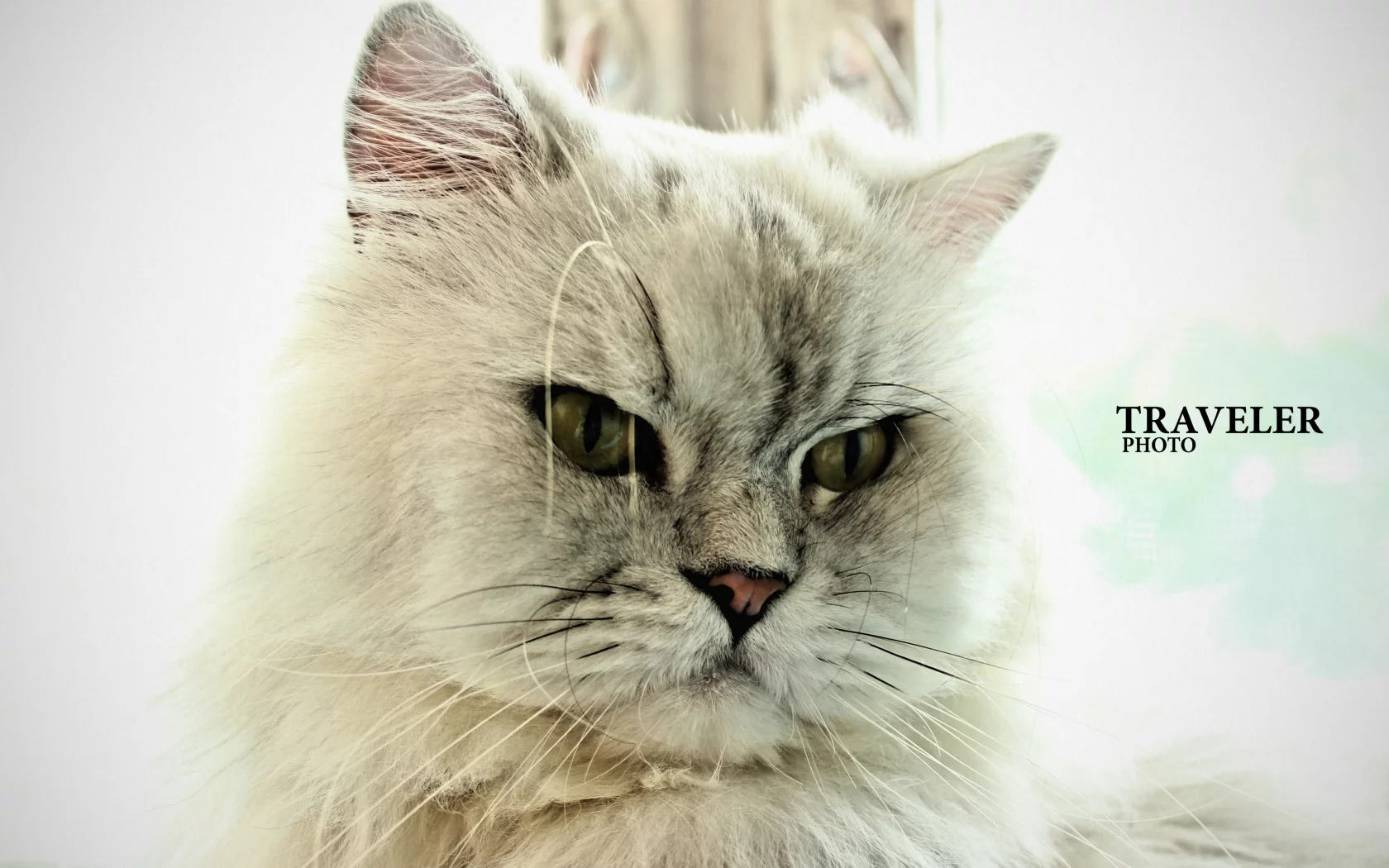 кот, cat