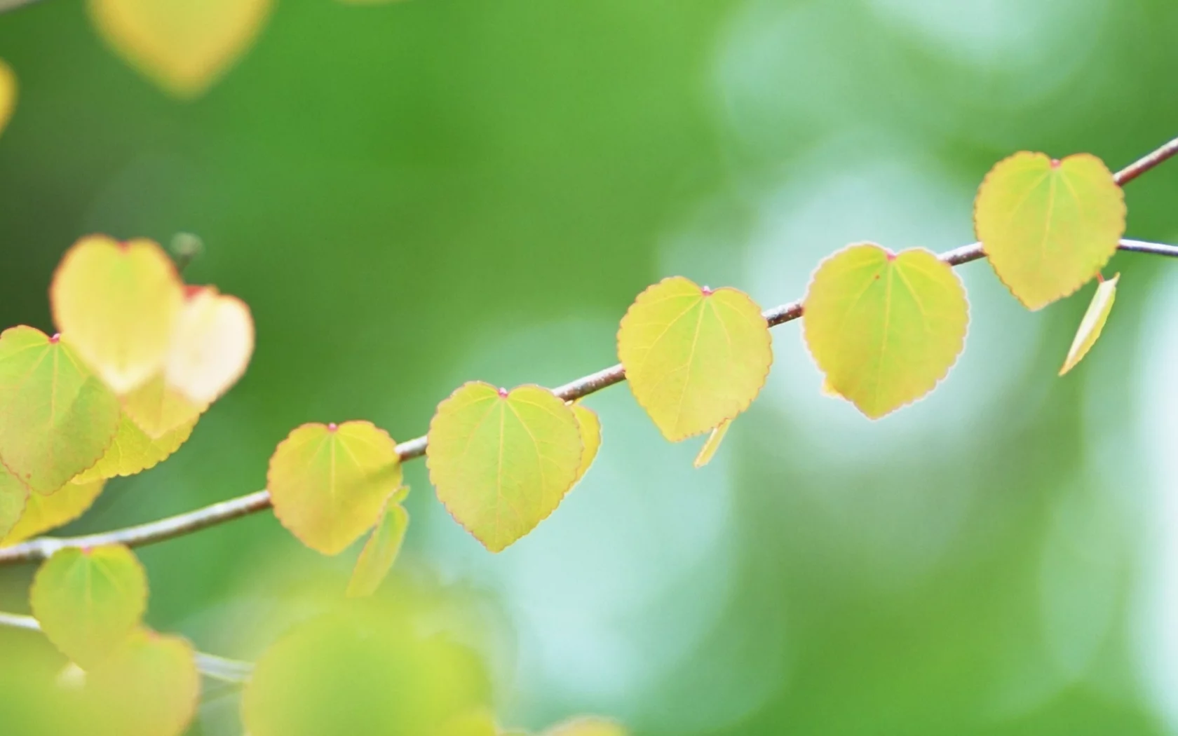 боке, желтые, форма, листья, ветка, bokeh