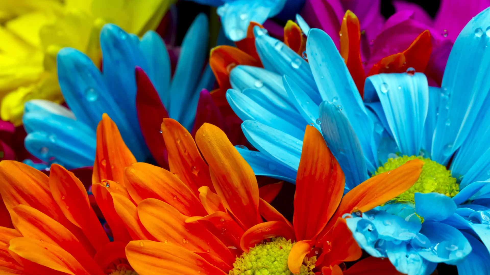 violet, water drops, bright colorful flowers, red, orange, lactic