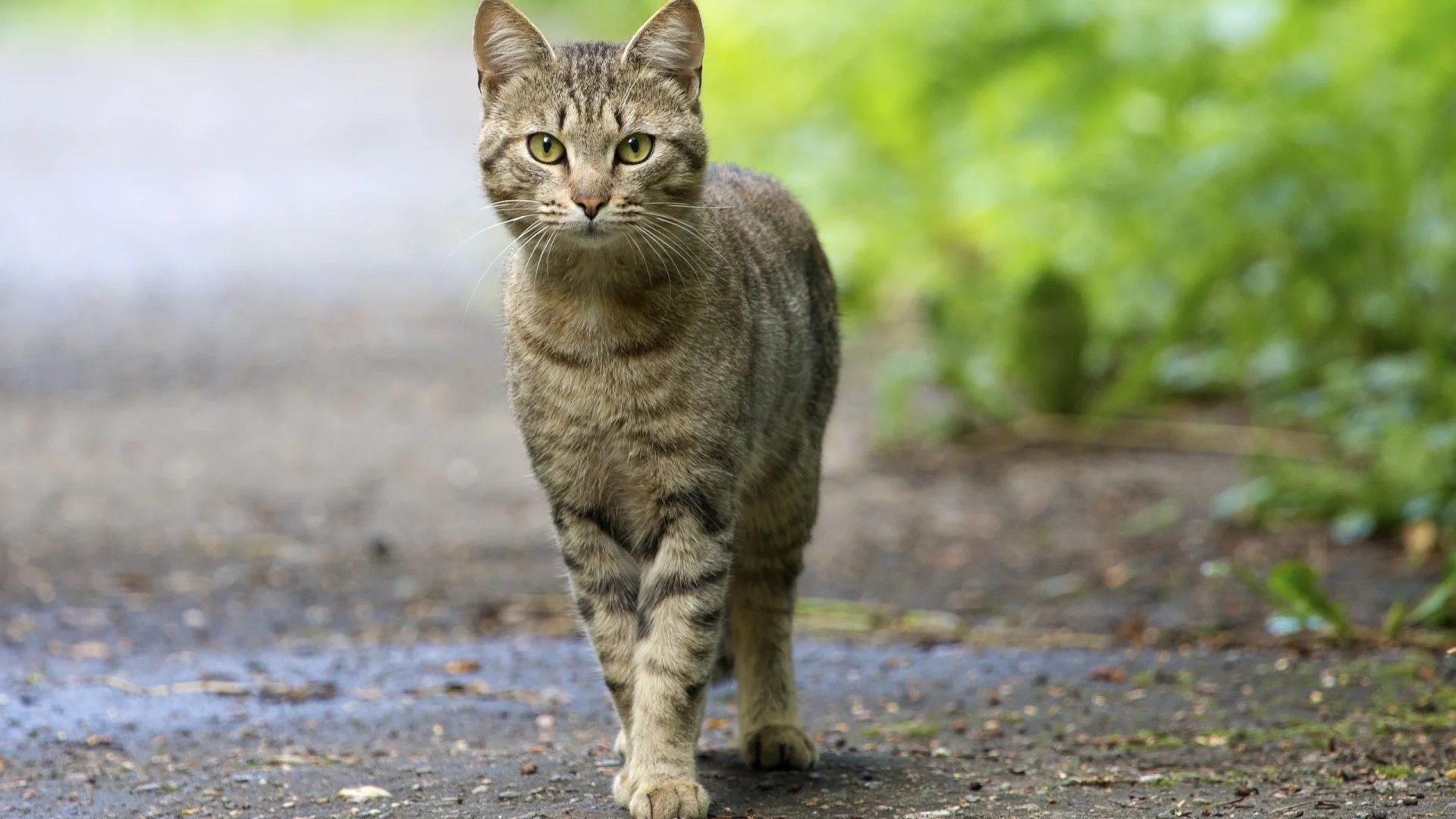 смотрит, глаза, зелёные, кошка