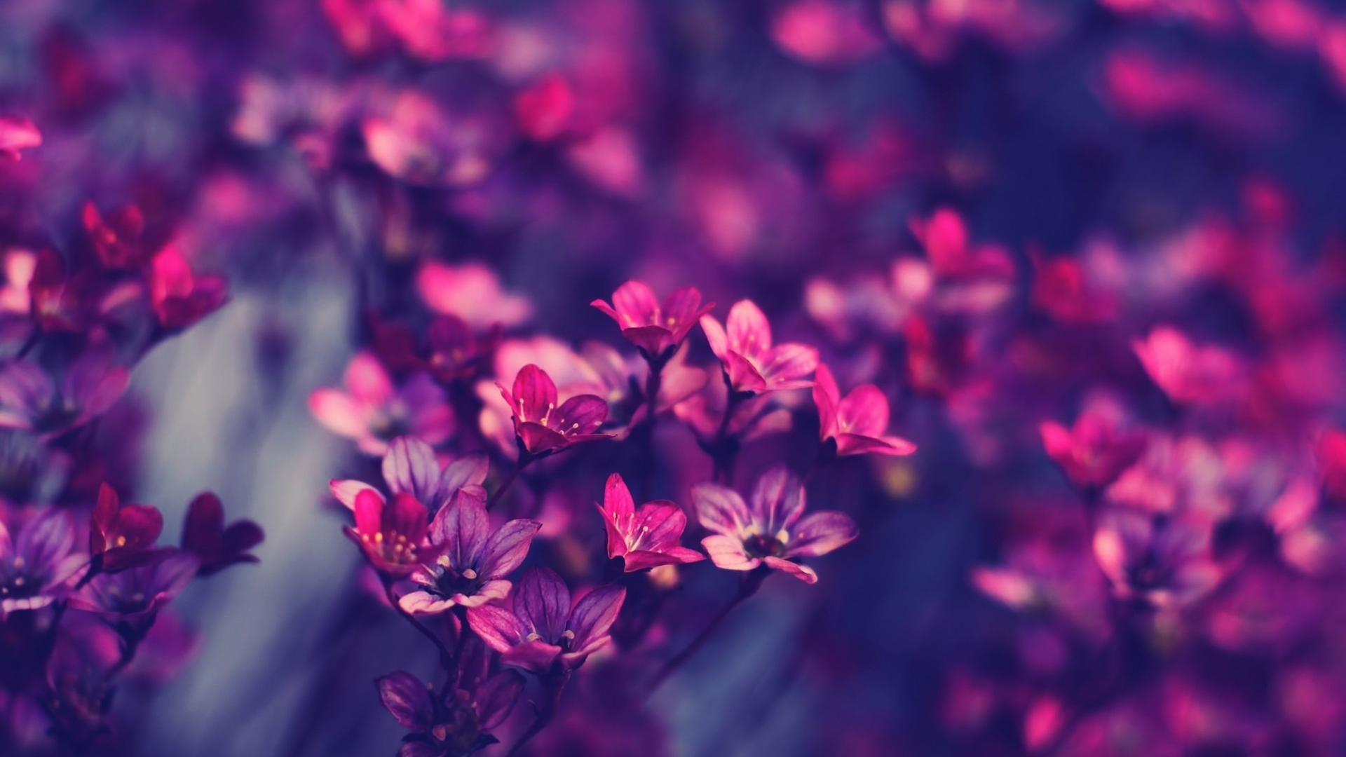 Обложки для вк профиля 1920х640. Фиолетовые цветы. Цветочный фон. Фон для рабочего стола цветы. Цветы HD.