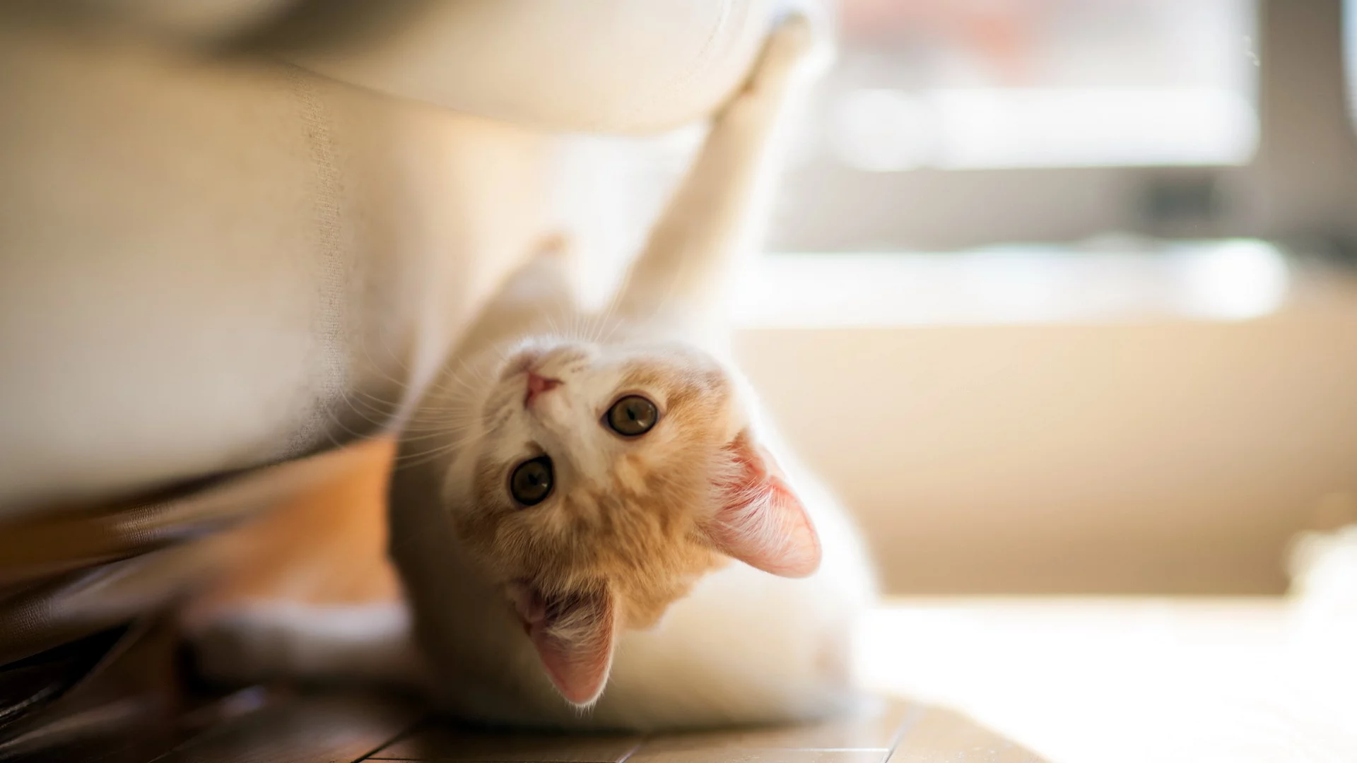 torode, кошка, игра