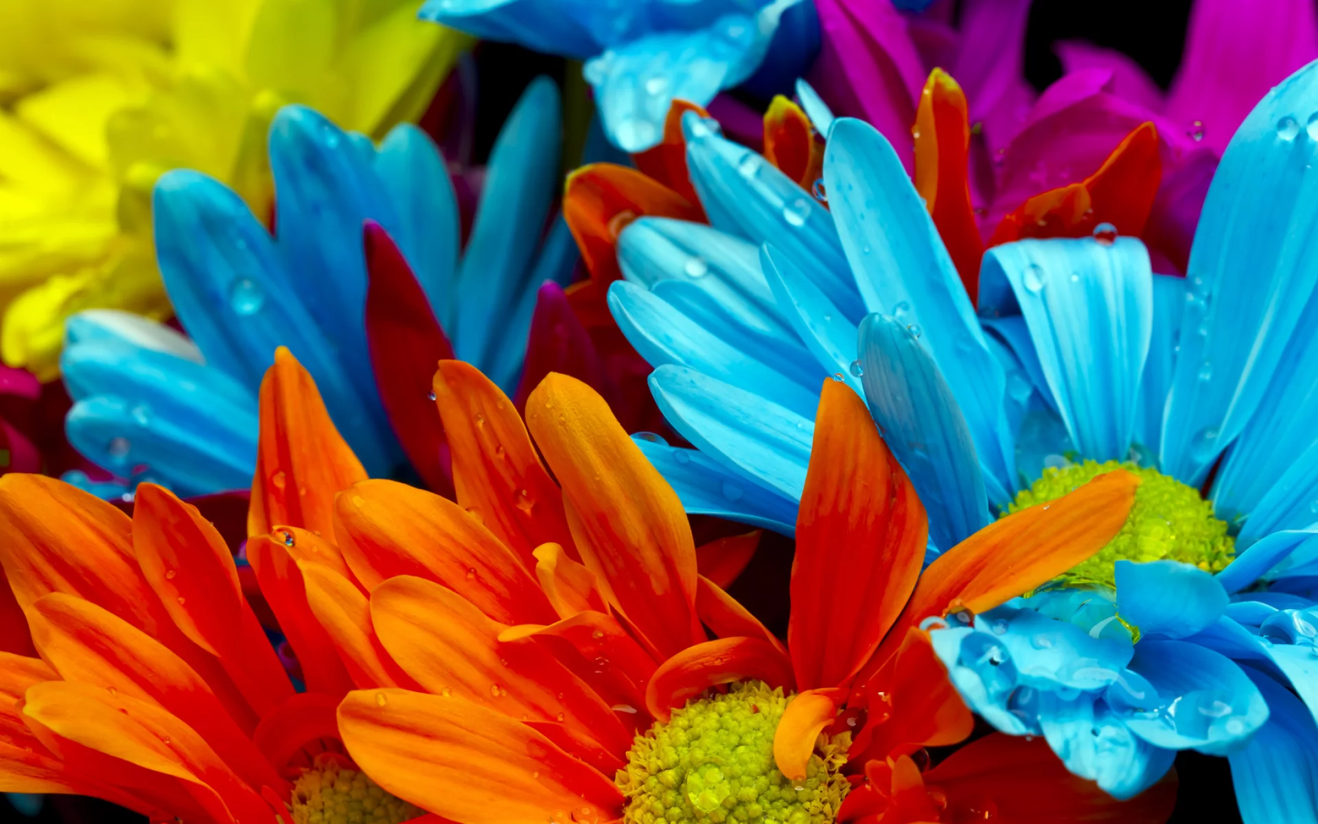 violet, water drops, bright colorful flowers, red, orange, lactic