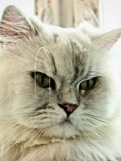 кот, cat