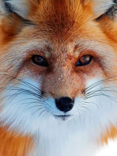 рыжая, животные, лиса, природа