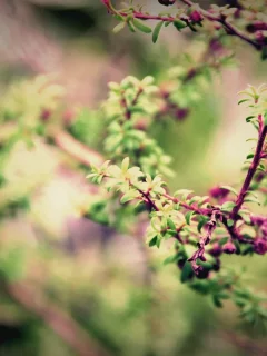 весна, blur, macro, ветви, природа, листва