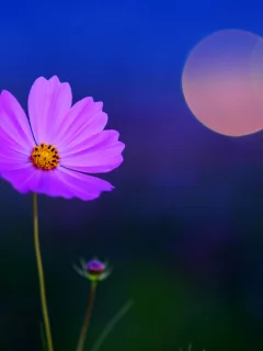 лепестки, фон, космея, цветок, цвет