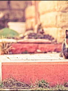 cat, кот, кирпич, отдых