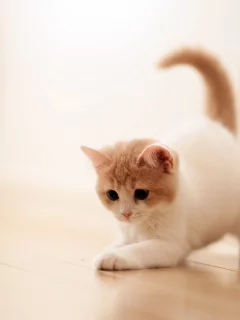 torode, дом, кошка