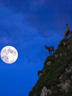 луна, животные, камни, ночь, гора