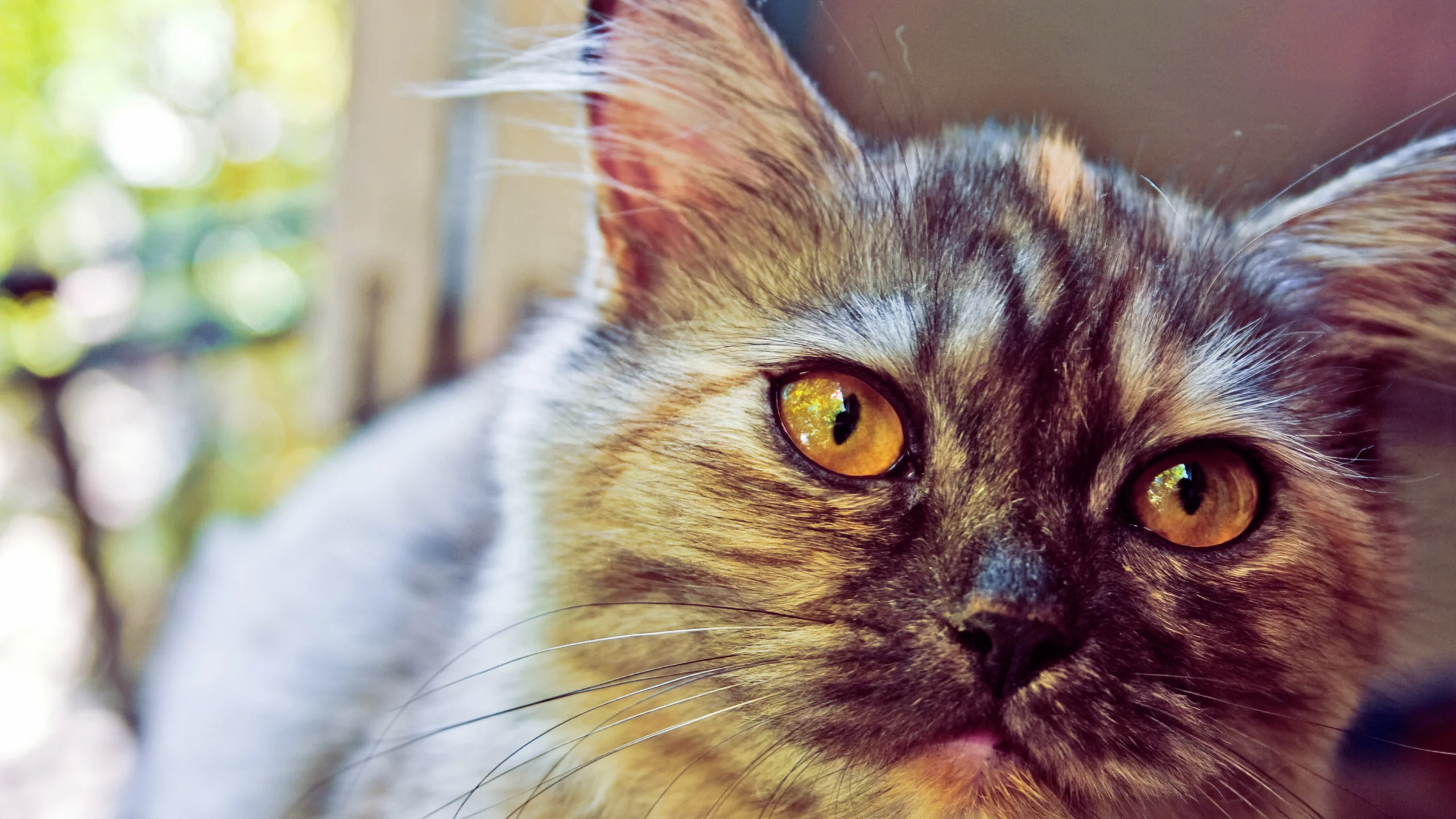 кошка, cat, котята, глаза, кот