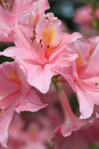 розовые, flowers, цветы