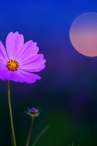 лепестки, фон, космея, цветок, цвет