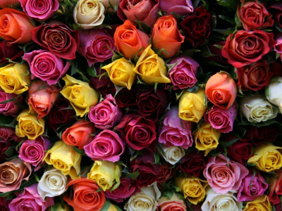 букет, цветок, цветы, розы, красивые