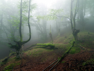 деревья, природа, туман, лес