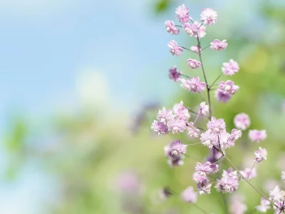 солнечно, цветы, природа, полевые