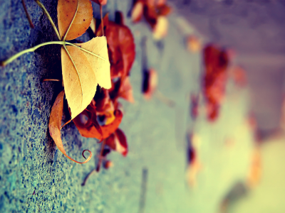осень, макро, вертикально, листья