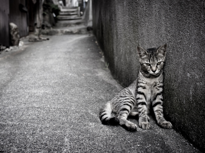 кошка, одиночество, улица