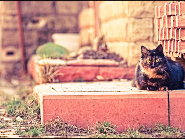 cat, кот, кирпич, отдых