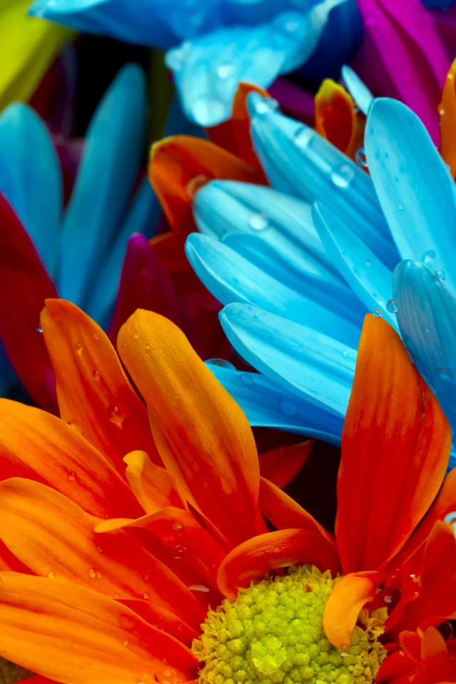 violet, water drops, bright colorful flowers, red, orange, lactic