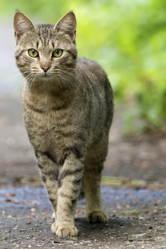 смотрит, глаза, зелёные, кошка