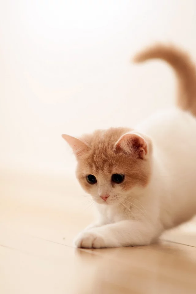 torode, дом, кошка