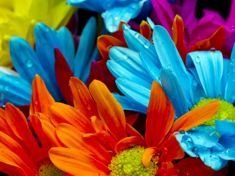 violet, water drops, bright colorful flowers, red, orange, lactic