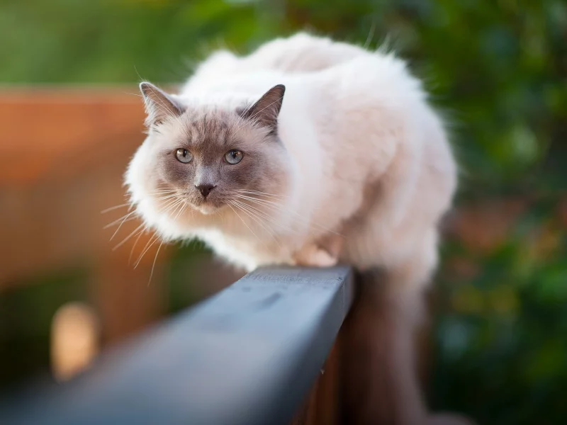 кошка, фон, забор
