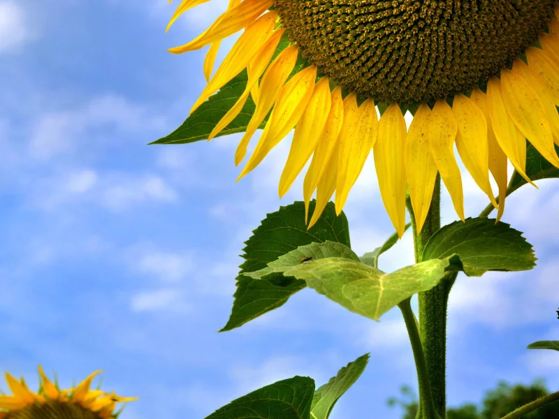 небо, облака, подсолнух, sunflower, sky