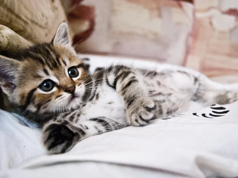 кот, лежит, кровать