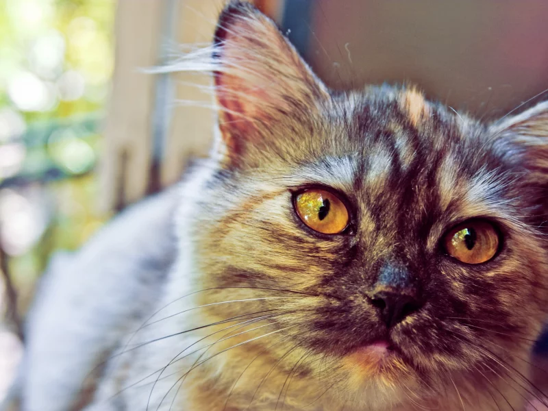 кошка, cat, котята, глаза, кот