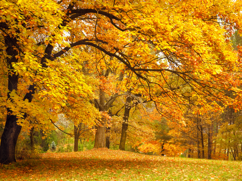 поляна, парк, лес, деревья, осень