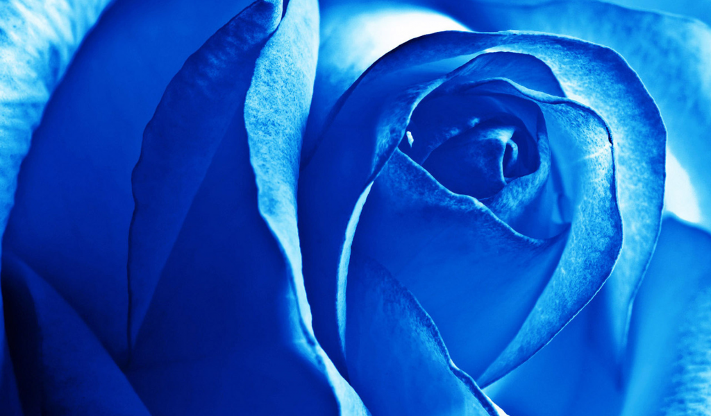 blue, rose, flower