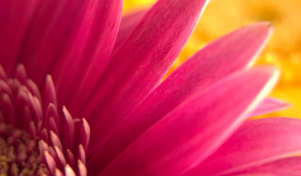 flower, garden, nature