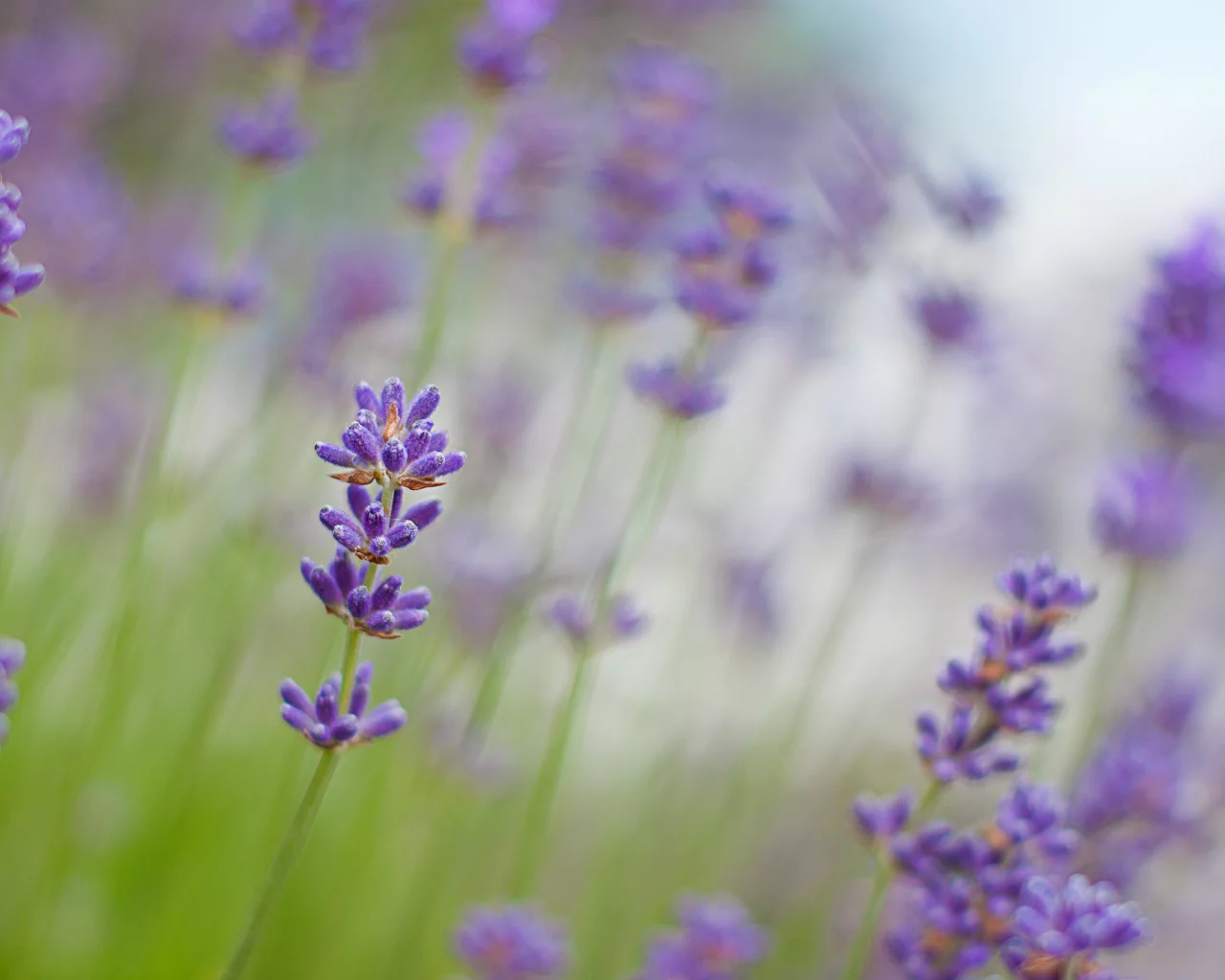 lavender, макро, сиреневые, лаванда, цветы
