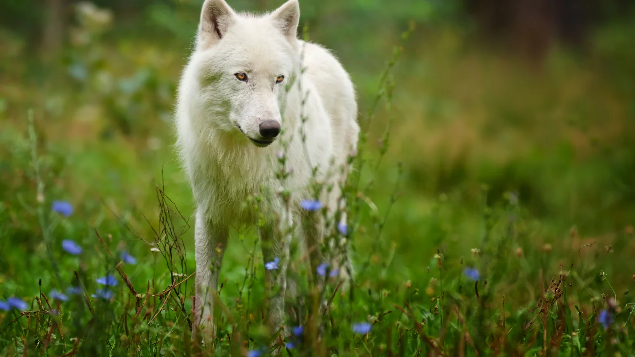 arctic wolf, полярный волк, хищник