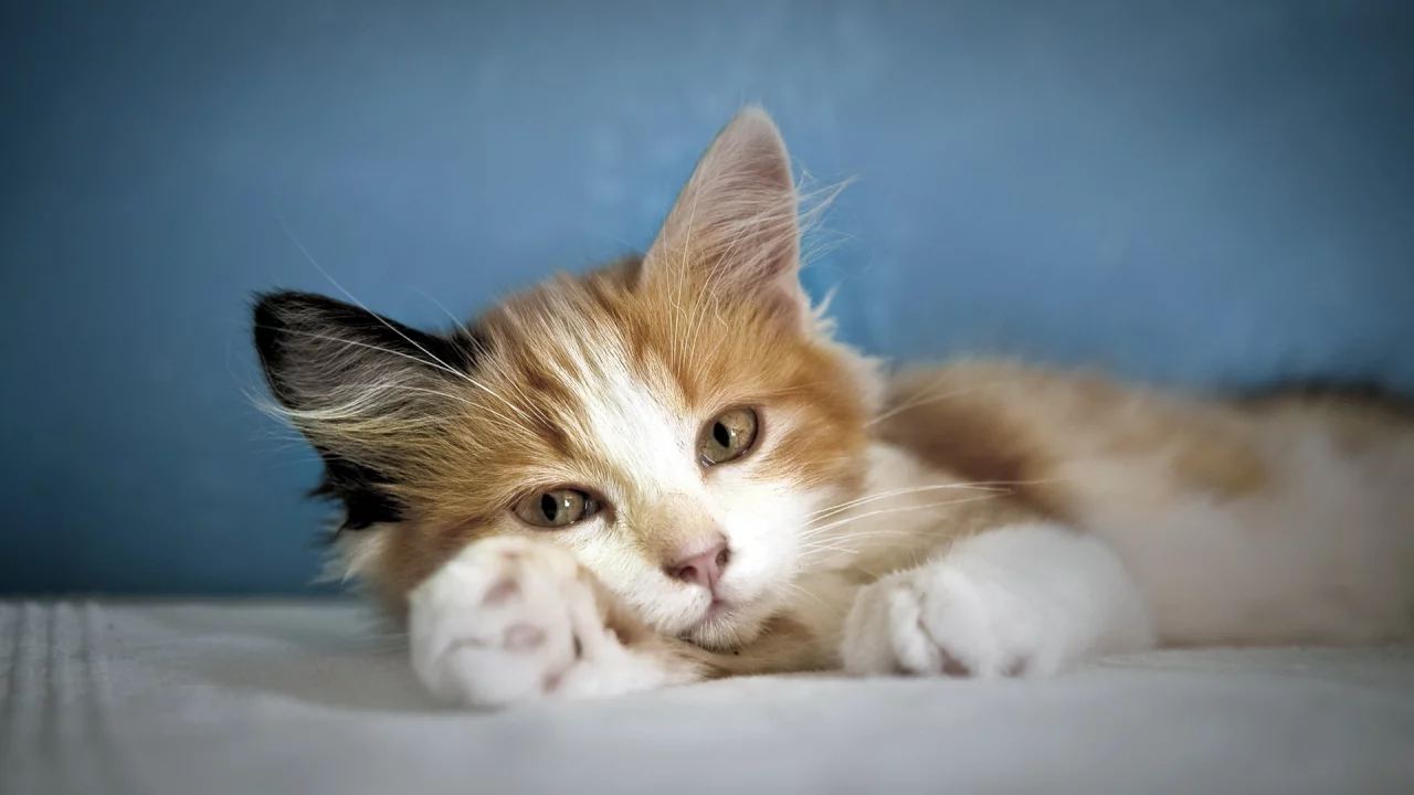 взгляд, уют, кошка